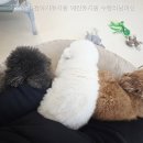 소중한댕