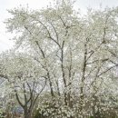◆(사진)부천역곡동 목련 & ◆화성 팔달산 벚꽃 이미지