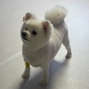 풍동 동물병원 | 강아지 슬개골탈구 수술했어요 - 수술 2주차 (풍동 펫스티벌 동물병원)