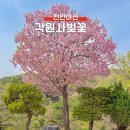 (주)코리아세븐천안직산점 | 천안 겹벚꽃 명소 각원사 실시간 개화현황 주차장 정보