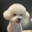 멍탕멍컷 이미지