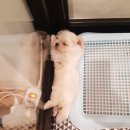 쓰담쓰담애견샵 이미지