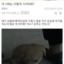 댕댕이# 이미지