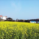 산방산의봄 이미지