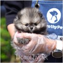 대구강아지분양 도로시펫 이미지