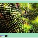 (사진 동호회) 거미와 거미줄(묵은사진) 이미지