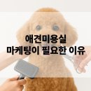 복슬 강아지미용실 | 애견미용실, 네이버 플레이스 마케팅이 필요한 이유