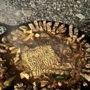 도진반점 네이버블로그