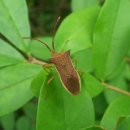 의신민박 이미지