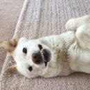 미소짓개 이미지