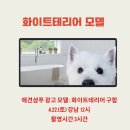 올리라피 이미지