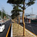 송청택지 소나무가로수 이미지