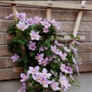 꿈꾸는정원 이미지