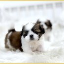 시츄언니 이미지