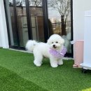 멜로우 그루밍 이미지