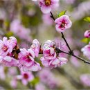 고향의 봄 (복숭아꽃 살구-꽃 아기 진달-래∼) 이미지