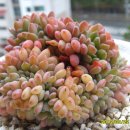 환타지아 이미지