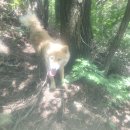 강아지랑고양이 | 8.16,30 북한산 원효봉 찍은 후기 (feat 귀여운 산 강아지랑 산 고양이)