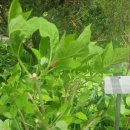 대모산의 나무들 이미지