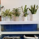 능이버섯닭한마리칼국수전문점 | 용인 능이백숙맛집 능이삼백집, 몸보신 제대로 되는 용인삼계탕전문점