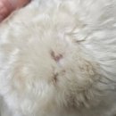 폴짝그루밍 이미지