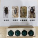 도담소리숲 유치원 | [견학] 신비로운 여름 숲 생태탐험🦗🌳(도담유치원/2동탄유치원)