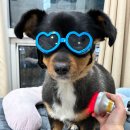 센텀동물병원 | 부산 해운대 윤은채재활한방동물병원에서 진료 받은 조이 내돈내산 침치료 후기