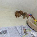 리코리아몰 이미지