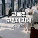 고로캣 고양이카페 이미지