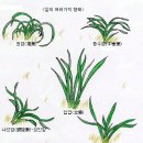 한국춘란 반예엽을 기준으로한 명품의 일반적 조건/02(한난이65) 이미지