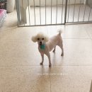 고고펫살롱 이미지