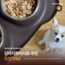 돈화식당 | 강아지습식사료 오킷 추천 | 국내 최초 유기농 닭고기 화식 후기