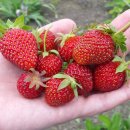 계절별미 이미지