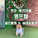부산 서면애견카페 멍프탑: 리모델링 후 강아지들 놀기 더 좋아졌어요