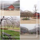 곡성-250 | 고창 선운사 벚꽃 동백꽃 개화 현황, 비 오는 날의 운치 있는 사찰 여행