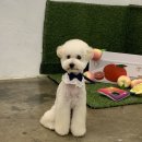 방글방글 애견샵 이미지