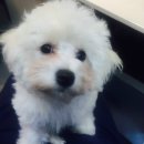 구미 JM 동물 메디컬 센터 이미지