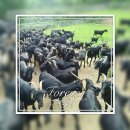 늘푸른 흑염소농장 이미지