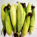[홍천 팜스] 맛있는 옥수수추천!!🌽 산지직송 강원도찰옥수수
