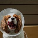 라온 동물 메디컬센터 이미지