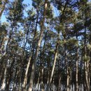 평해사구습지 이미지