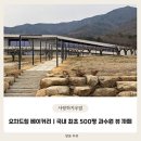 마실(언양) | 오차드힐베이커리 | 500평 규모의 배과수원뷰 언양에 위치한 울산대형까페 방문 후기