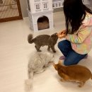 시간무제한고양이카페 김포 놀거리 많은 모여봐요고양이카페
