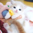 서울고양이분양 묘연 이미지