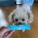 평생피부과동물병원 이미지