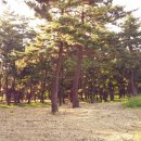 대송면 홍계숲 이미지