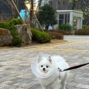 송파동물의료센터 | 송파구 동물병원 추천: 아스펜 동물의료센터 후기(건강검진 및 비립종 제거)