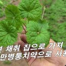 [긴병꽃 풀, 금전초] 만병통치약, 보이면 모두 집으로~ 마데카솔, 후시딘 그 외 수 많은 연고에 들어가는 만병통치약. 이미지