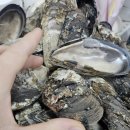 섭 | 속초뚝배기섭국 현지인 솔직후기 자연산 섭의 매력에 빠지는, 아침식사 가능한 속초 향토음식 맛집