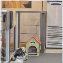 복돌이애견 이미지